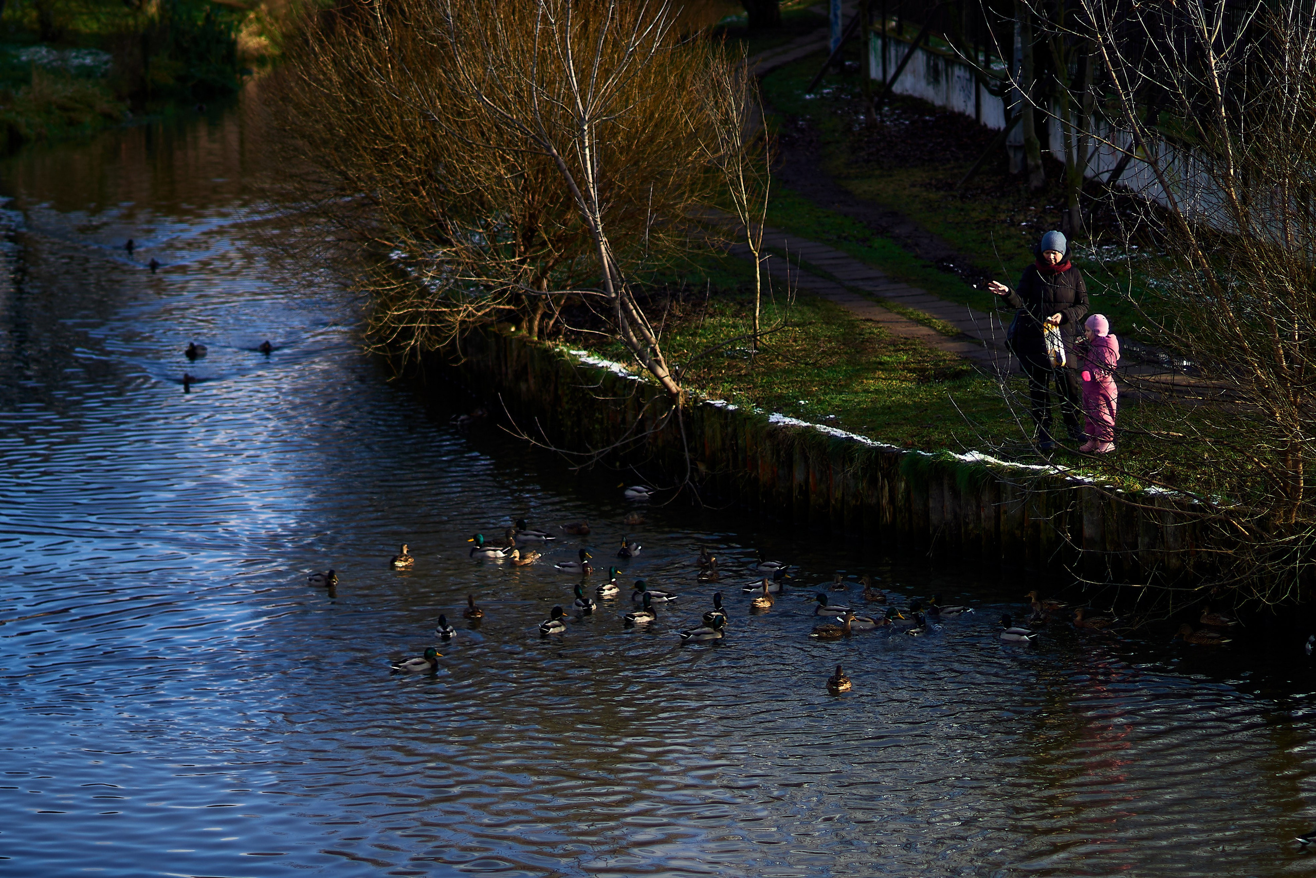 Утки, которые остаются зимовать на реке Яуза в Мытищах. Reportage event photographer in Moscow Alexander Gladkiy