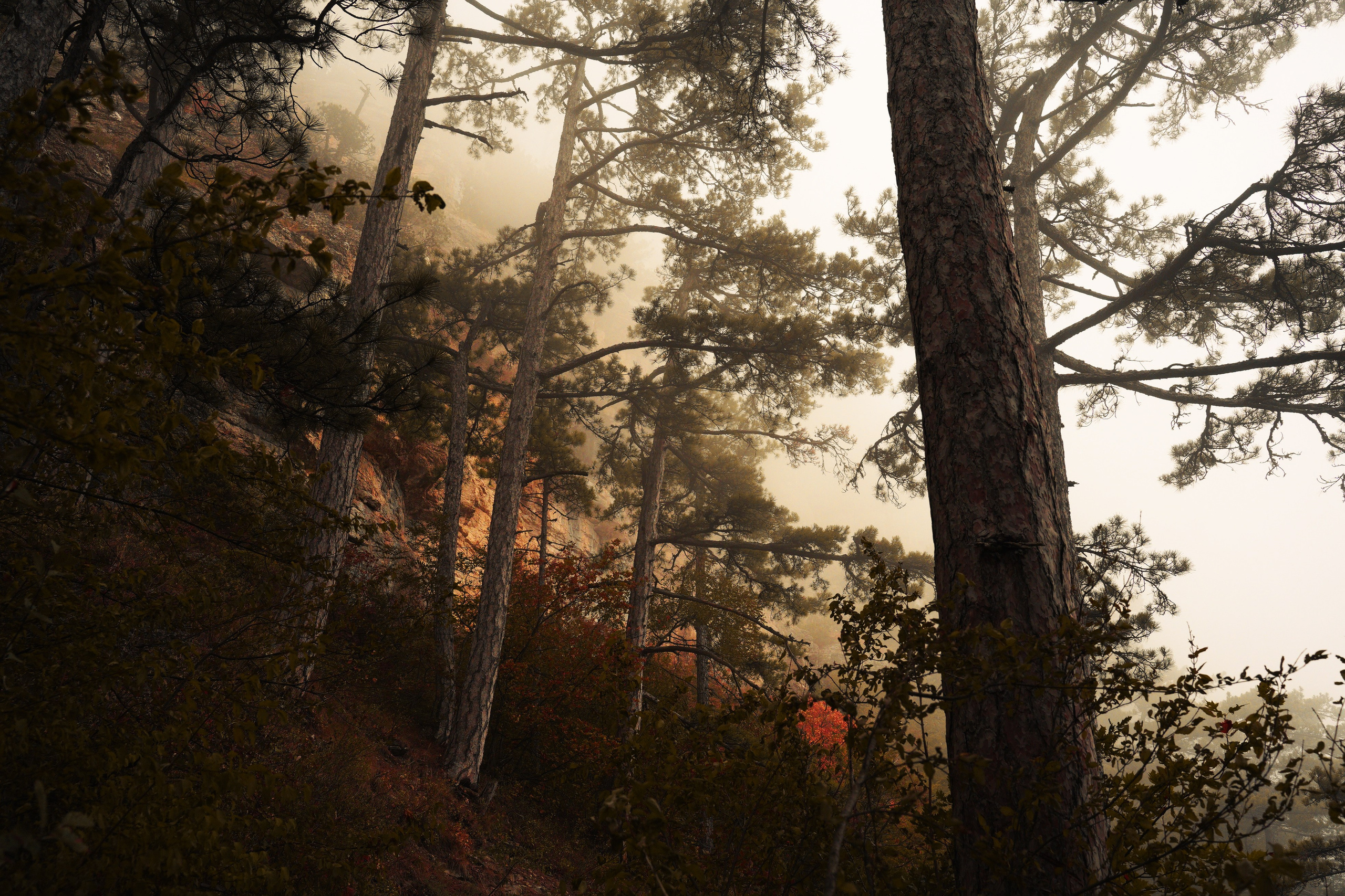 Боткинская тропа. Фотограф из Москвы — DASHA NOVA | Авторская фотография в разных жанрах