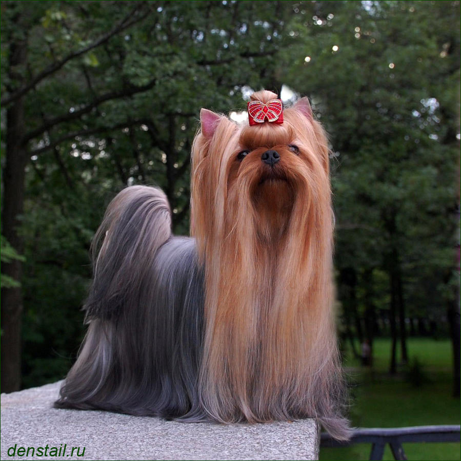 Дэнстайл Империя. Питомник Йоркширских терьеров Дэнстайл в Санкт-Петербурге заводчик Тих