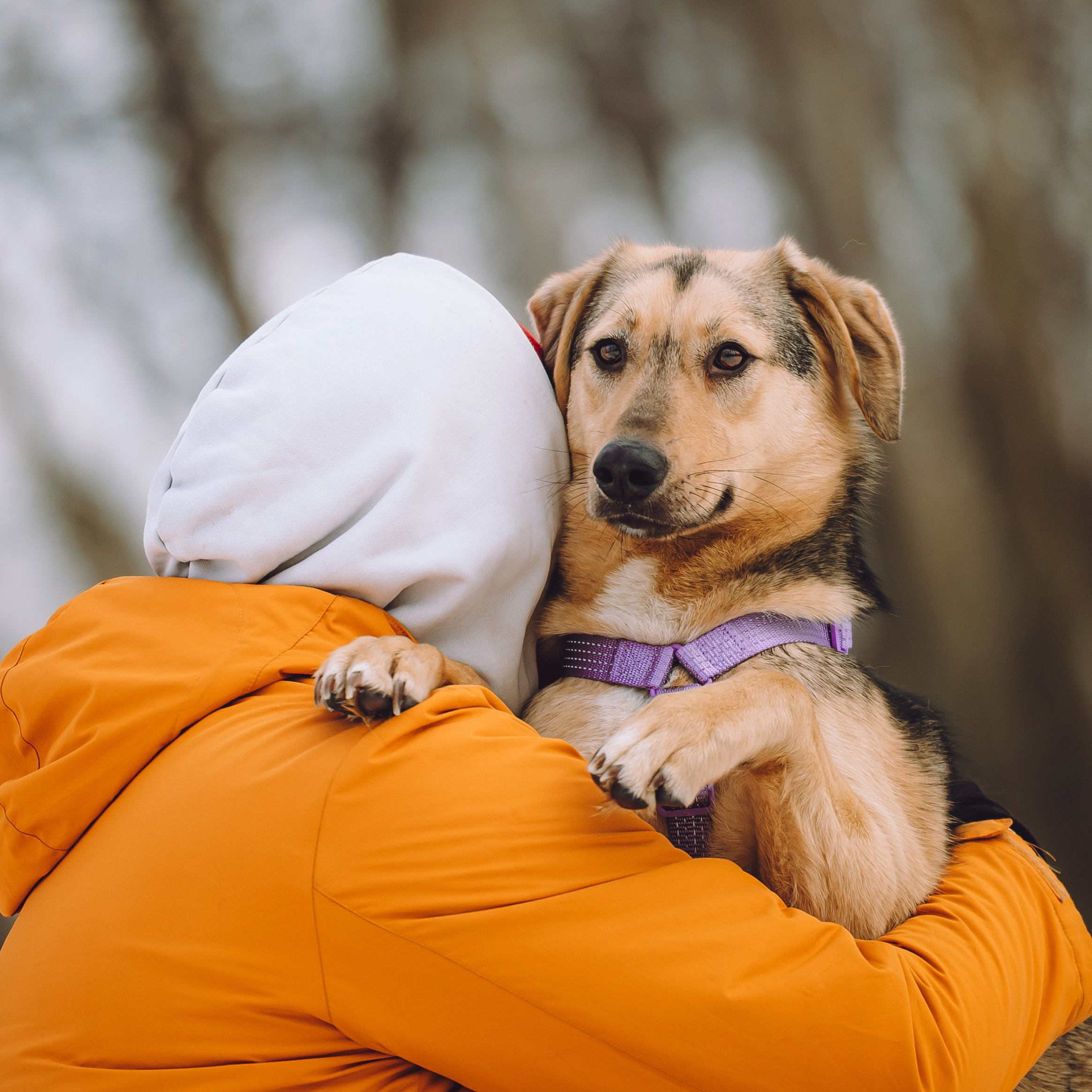Ищут дом. Забери домой друга