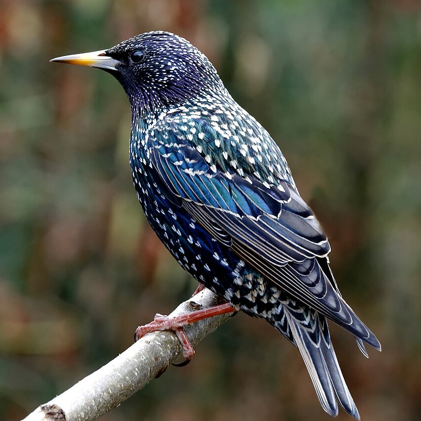 Мир попугаев — тропические птицы в зоопарке «Лесная Братва» Екатеринбург. Зоопарк уникальных животных Лесная братва