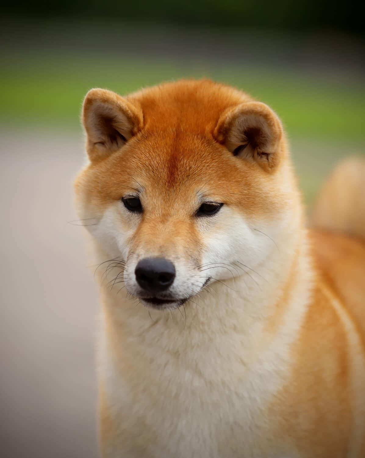 2022. SHIOMARU Shiba and Akita Inu Kennel