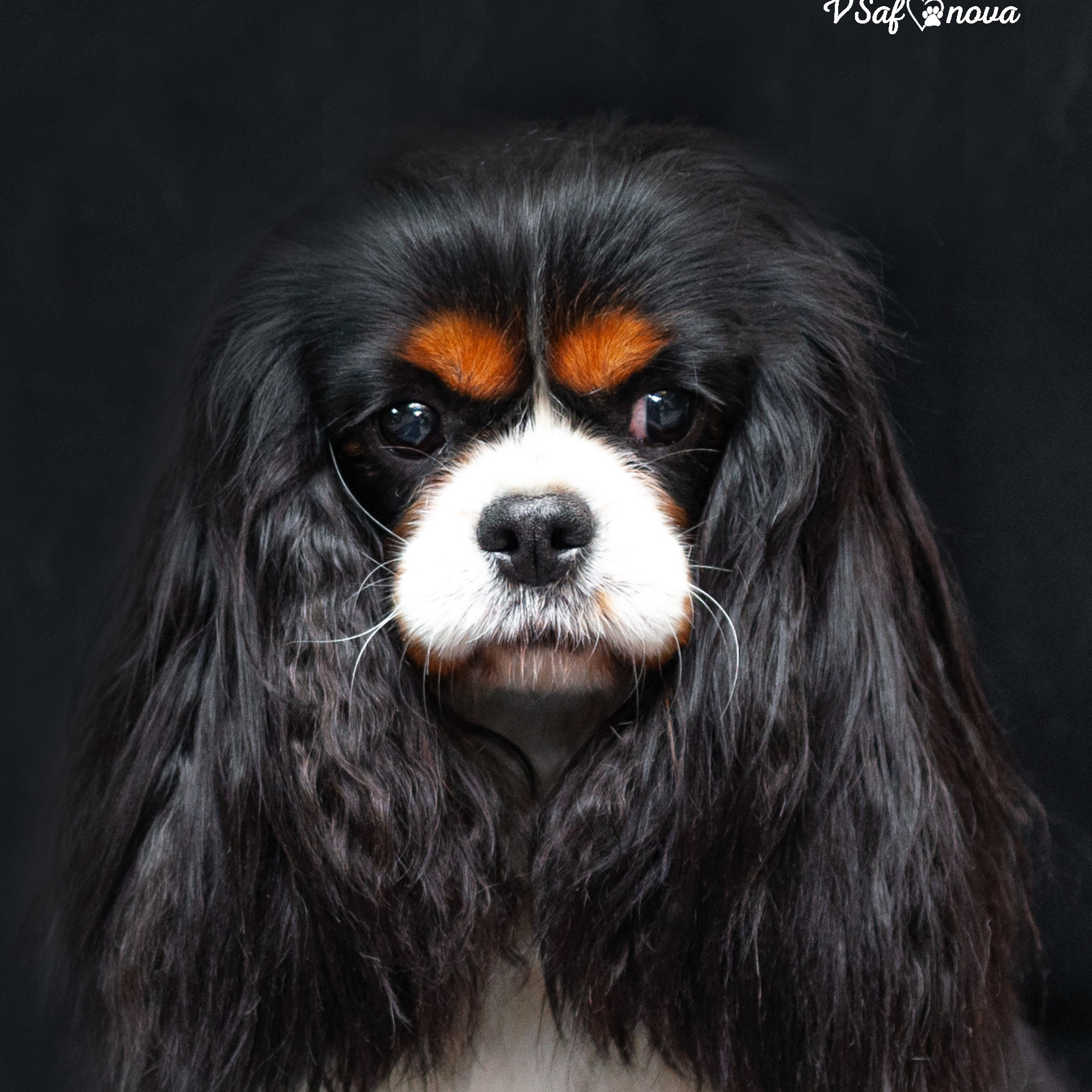 Контакты. Фотограф анималист Благовещенск. Сафонова Виктория