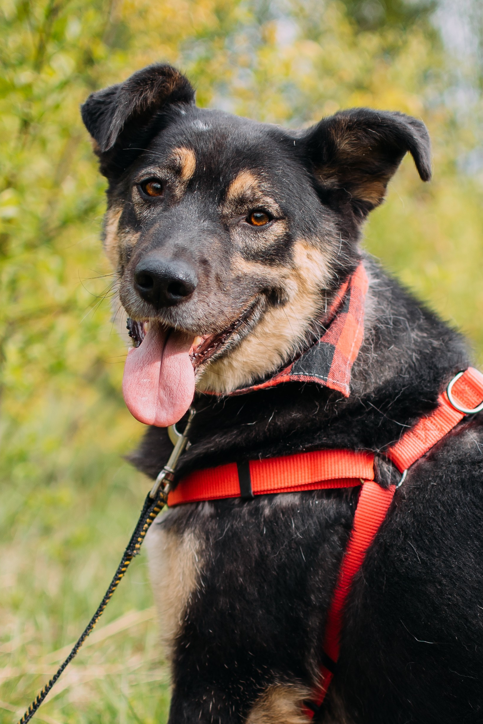 Животные на пристройство. Фотограф-анималист Валерия, Москва, Мытищи