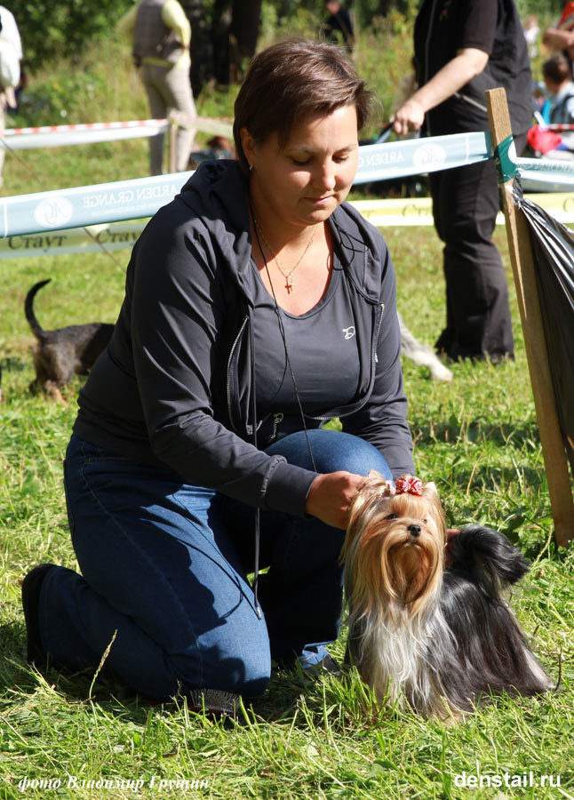 2013 г Результаты выставок. Питомник Йоркширских терьеров Дэнстайл в Санкт-Петербурге заводчик Тих