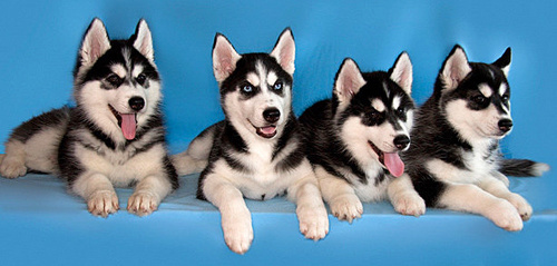 Племенная книга питомника Ice Fantasy. Ice Fantasy kennel: professional breeding of Siberian huskies and wels