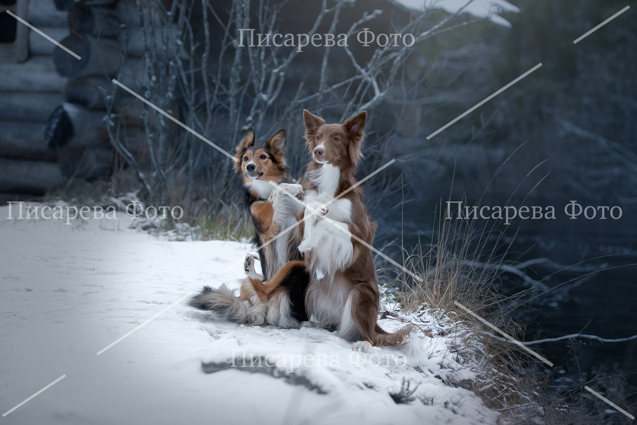 Две собаки сидят на берегу