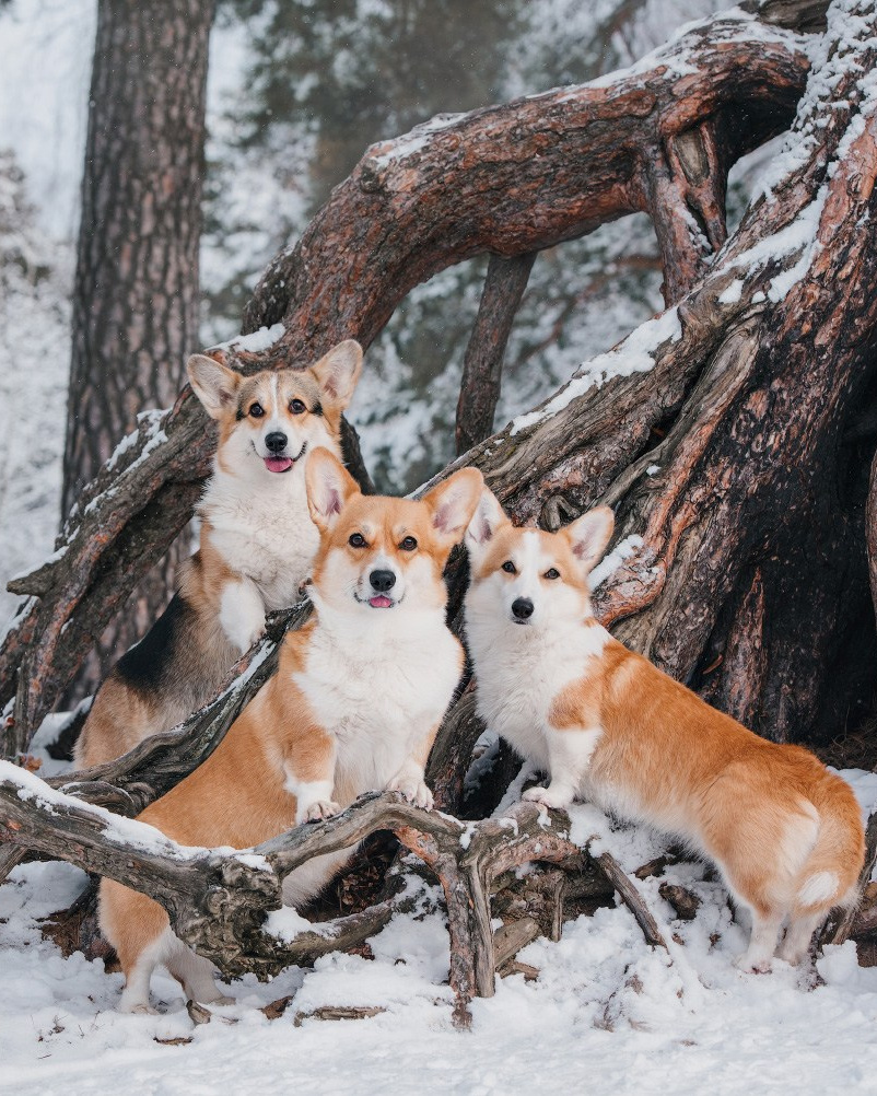 Лучшие трюки собак для фотосессии. Фотограф собак в Москве и Московской области Иванушкина Мария