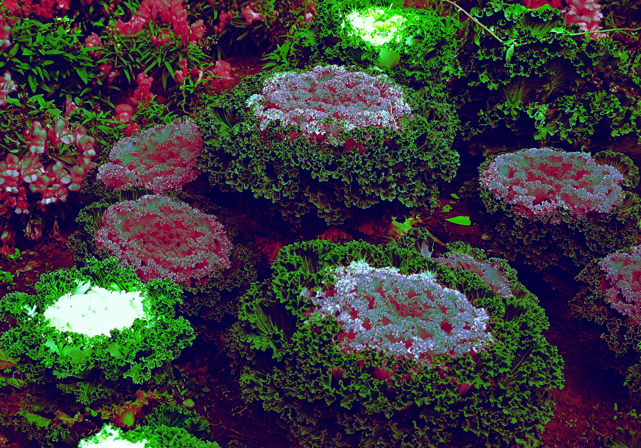 фото проект, фотограф, фотография, обложка для книги, обложка, цвет, цветная фотография, исследование цвета, современное искусство, искусство фотографии, художественная фотография, сюрреализм, art, artist, photo, photographer, photo project, art photography, cover, visual art, picture, color, surrealism