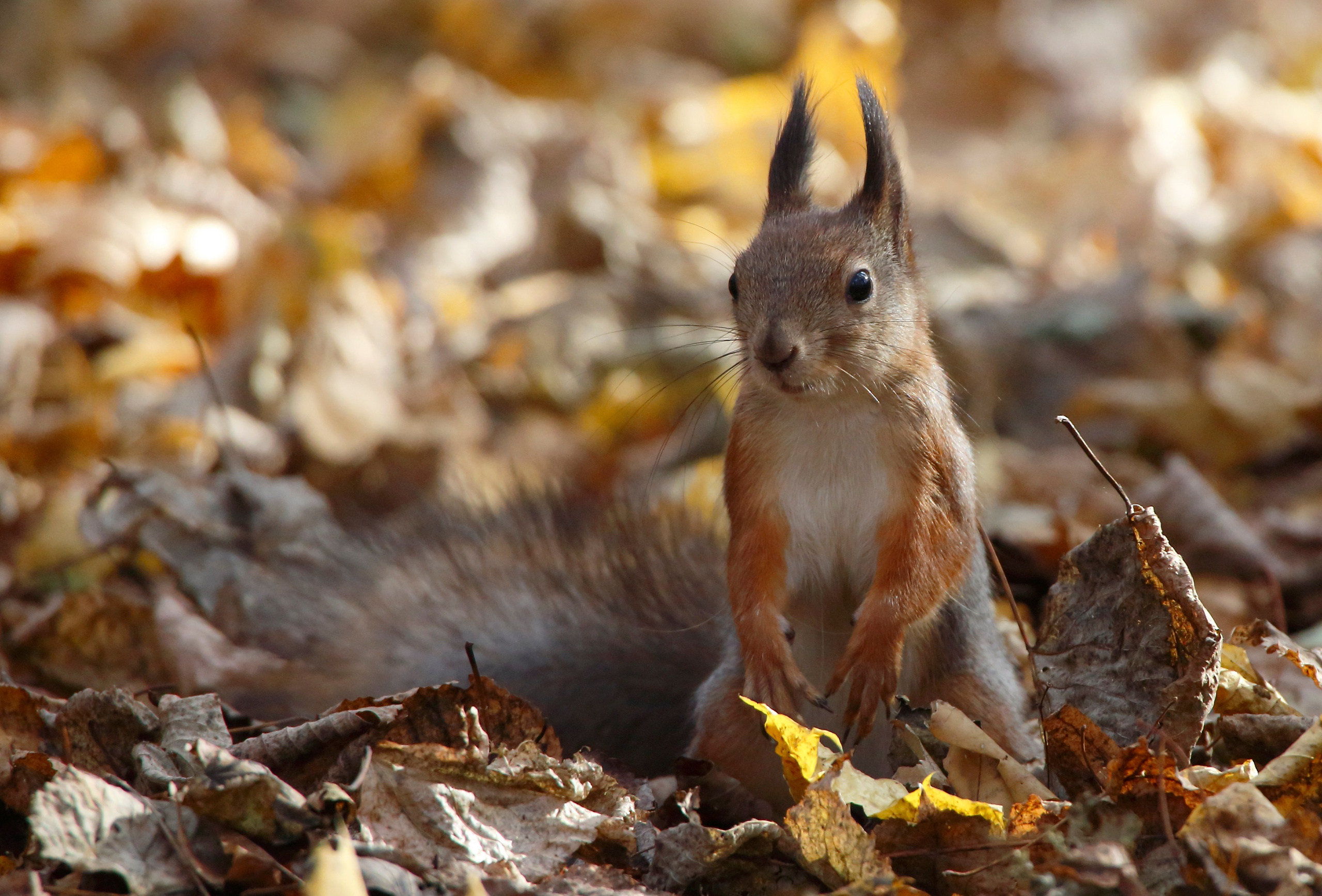 Белка среди осенних листьев: рыжая белка стоит на задних лапках, золотая осень, дикая природа, цветное фото, портрет животного