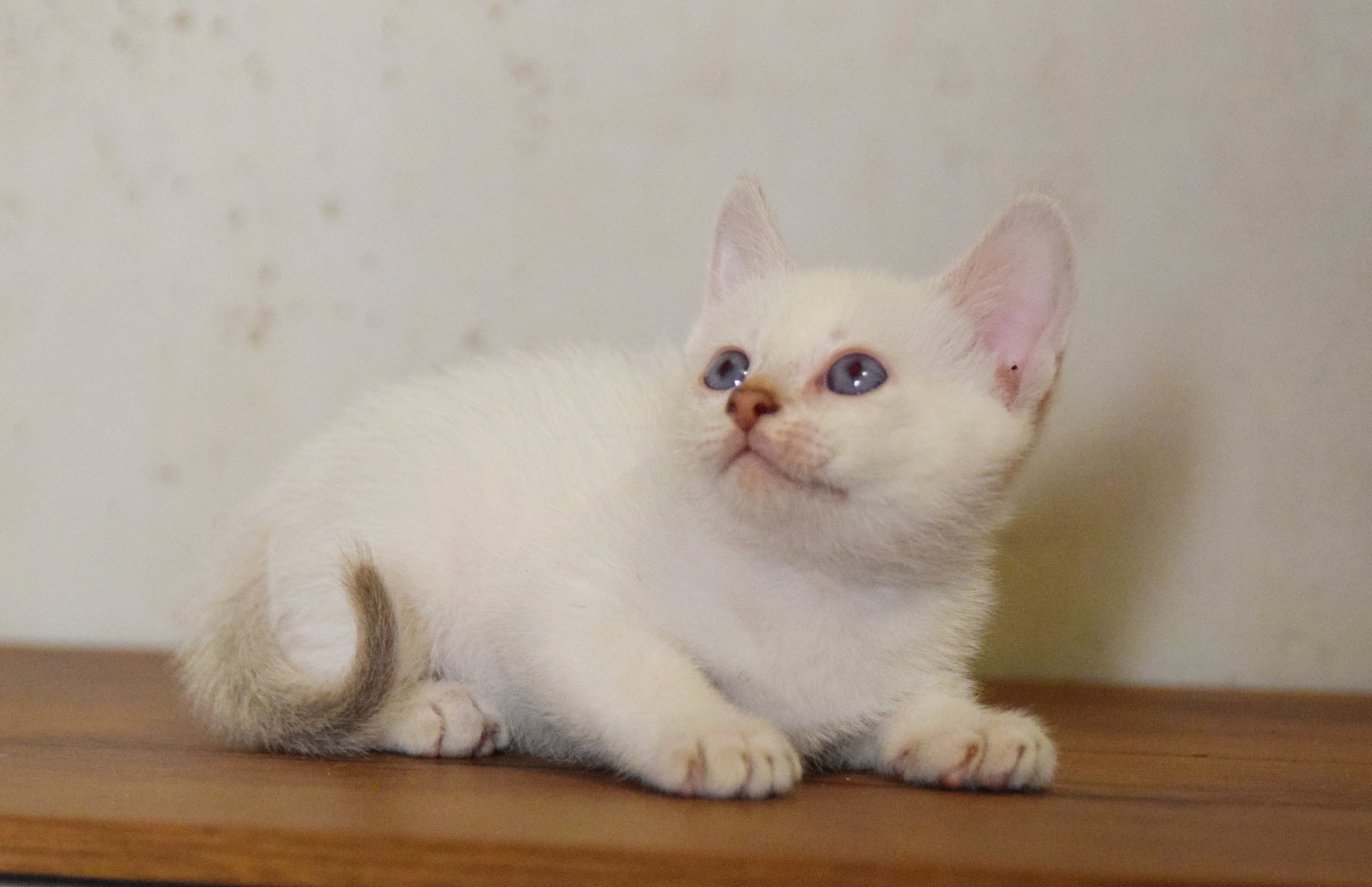 Котята. Питомник тайских кошек в Санкт-Петербурге Noyland