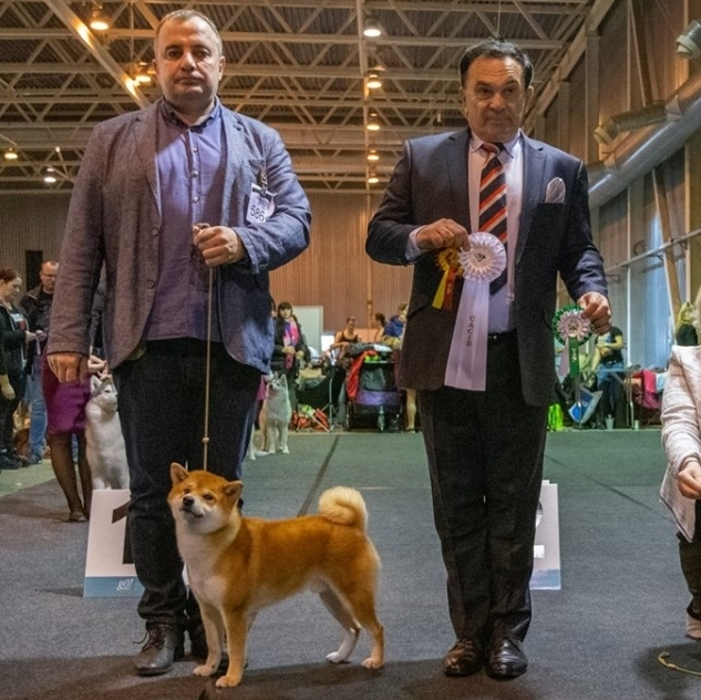 Выпускники питомника. SHIOMARU Питомник сиба и акита-ину