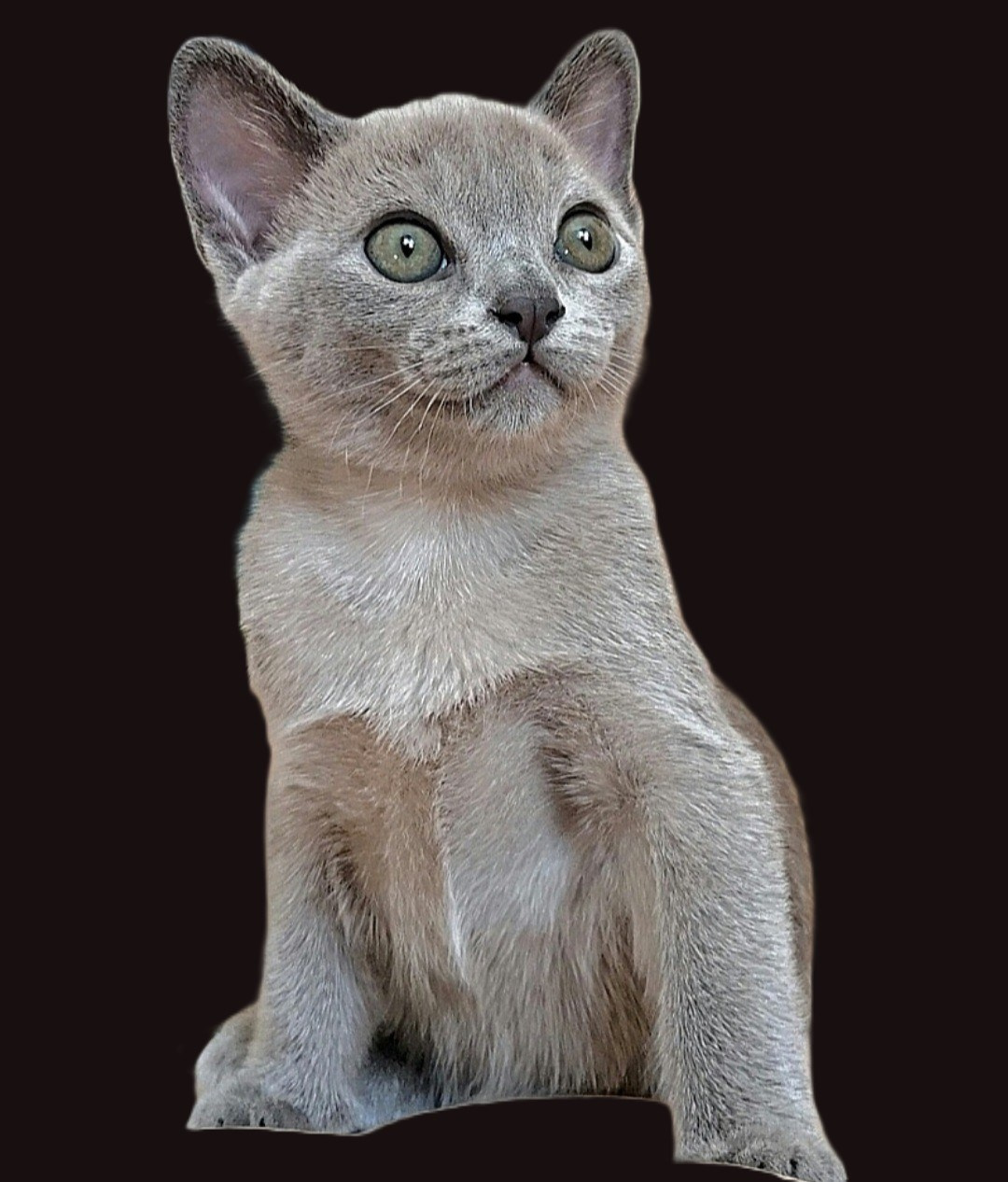 Котёнок американской бурмы. Las Burmas — питомник американской бурмы традиционных линий