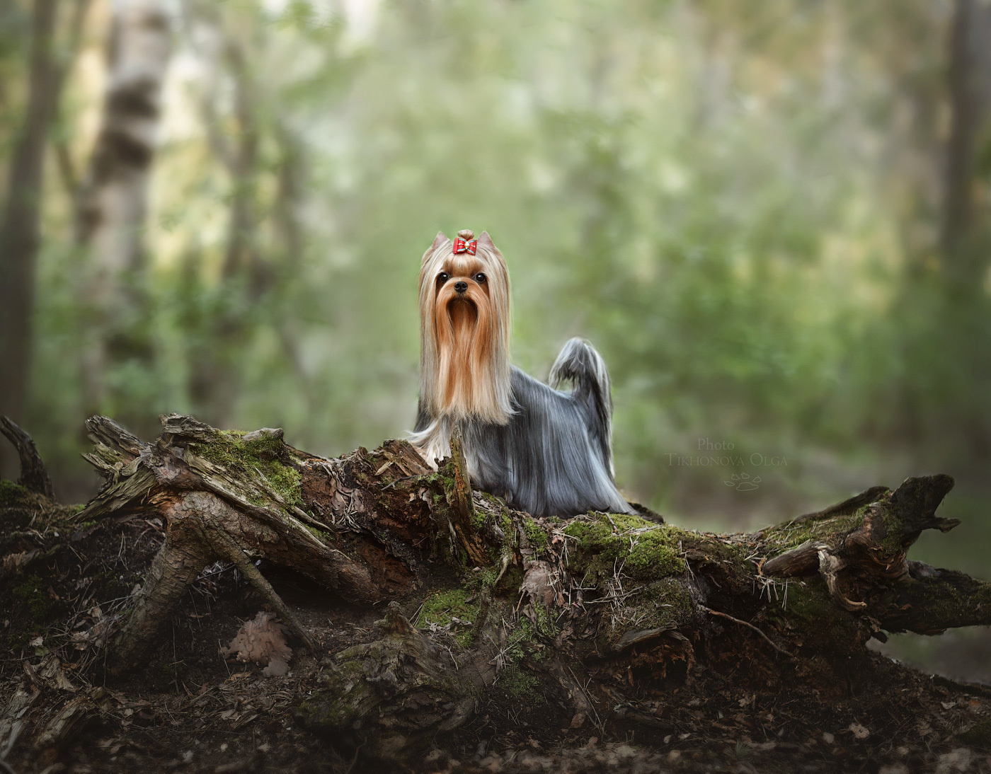 Дэнстайл Санта Лучия. Питомник Йоркширских терьеров Дэнстайл в Санкт-Петербурге заводчик Тих