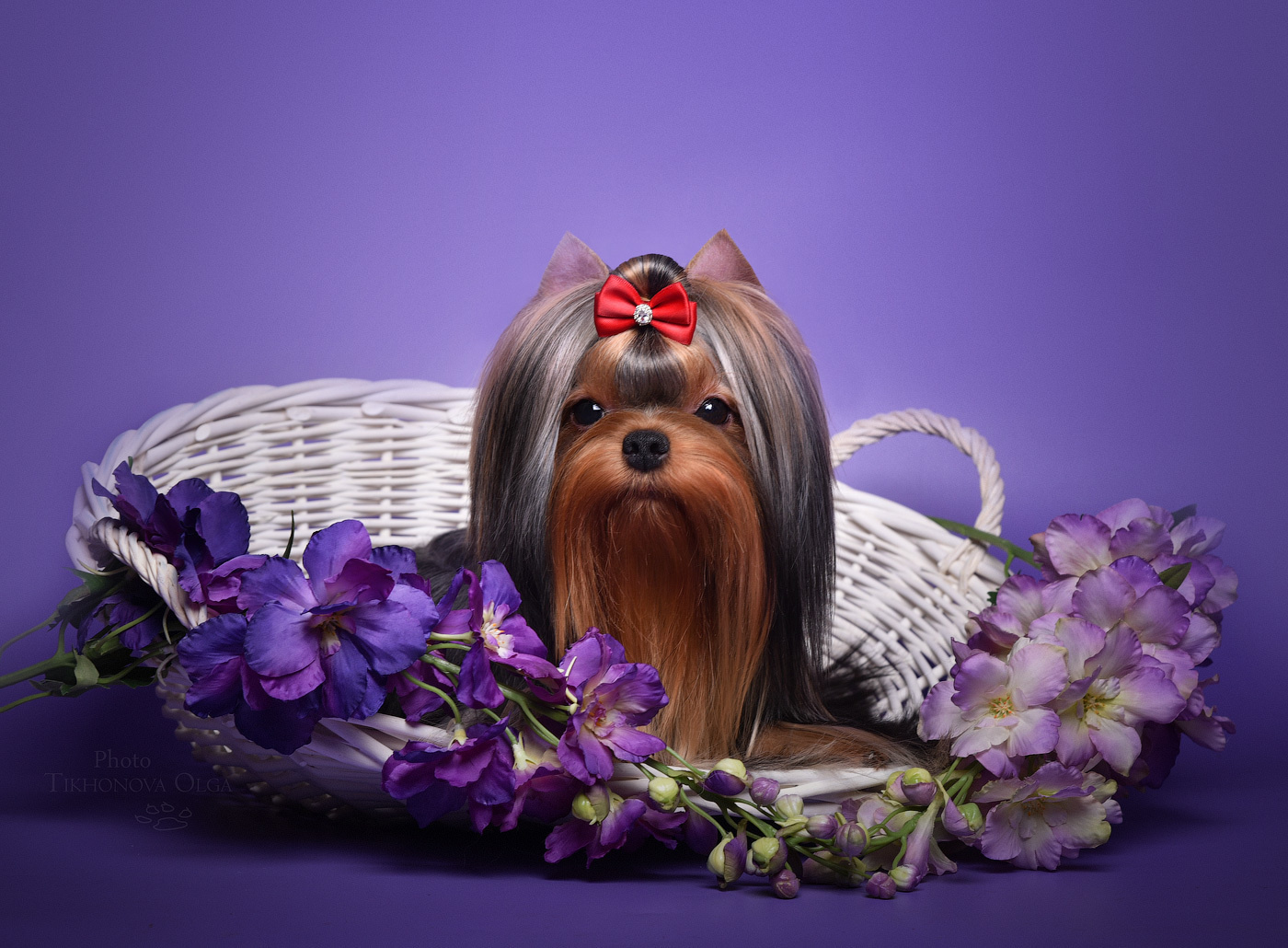 ДЭНСТАЙЛ ОЧАРОВАТЕЛЬНАЯ МОЛЛИ. Питомник Йоркширских терьеров Дэнстайл в Санкт-Петербурге заводчик Тих