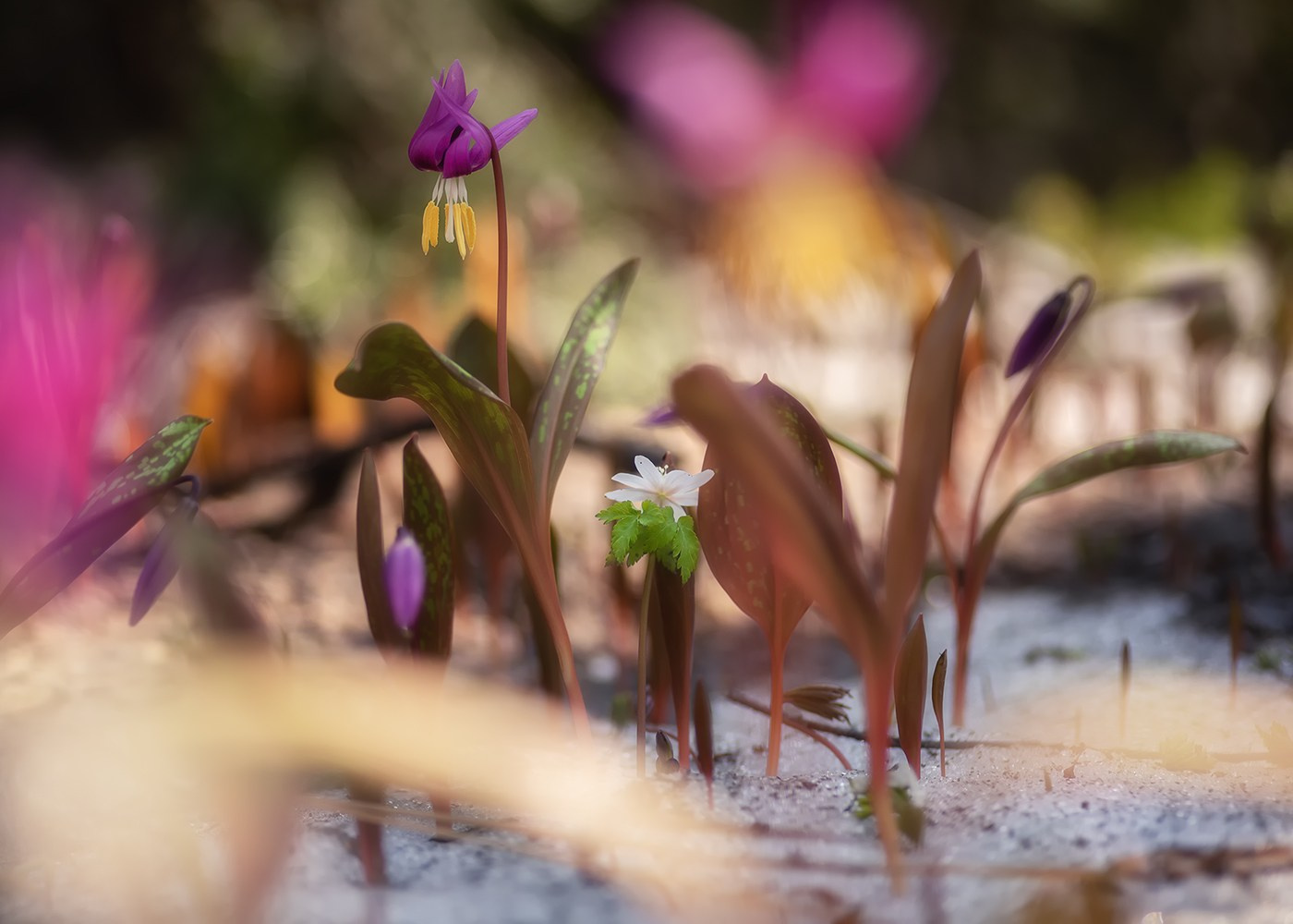 О себе через призму «Живой природы Алтая». Алёна Рубан. Профессиональный пейзажный фотограф Алёна Рубан