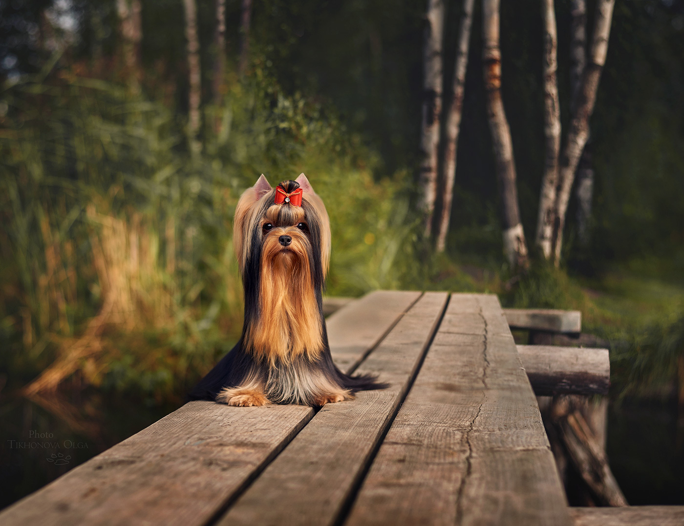 ДЭНСТАЙЛ МАСЯНЯ. Питомник Йоркширских терьеров Дэнстайл в Санкт-Петербурге заводчик Тих