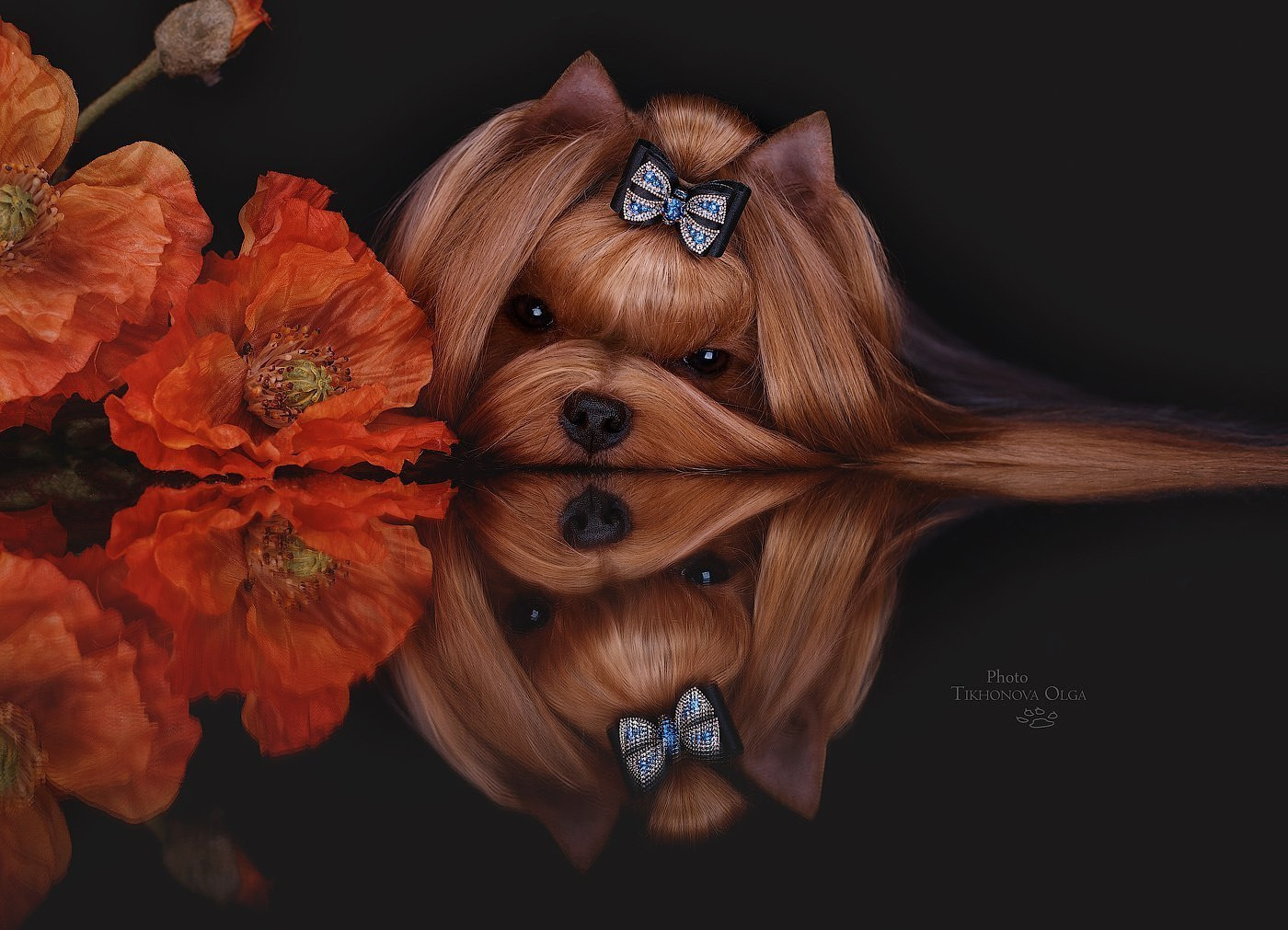 Дэнстайл Хуч. Питомник Йоркширских терьеров Дэнстайл в Санкт-Петербурге заводчик Тих