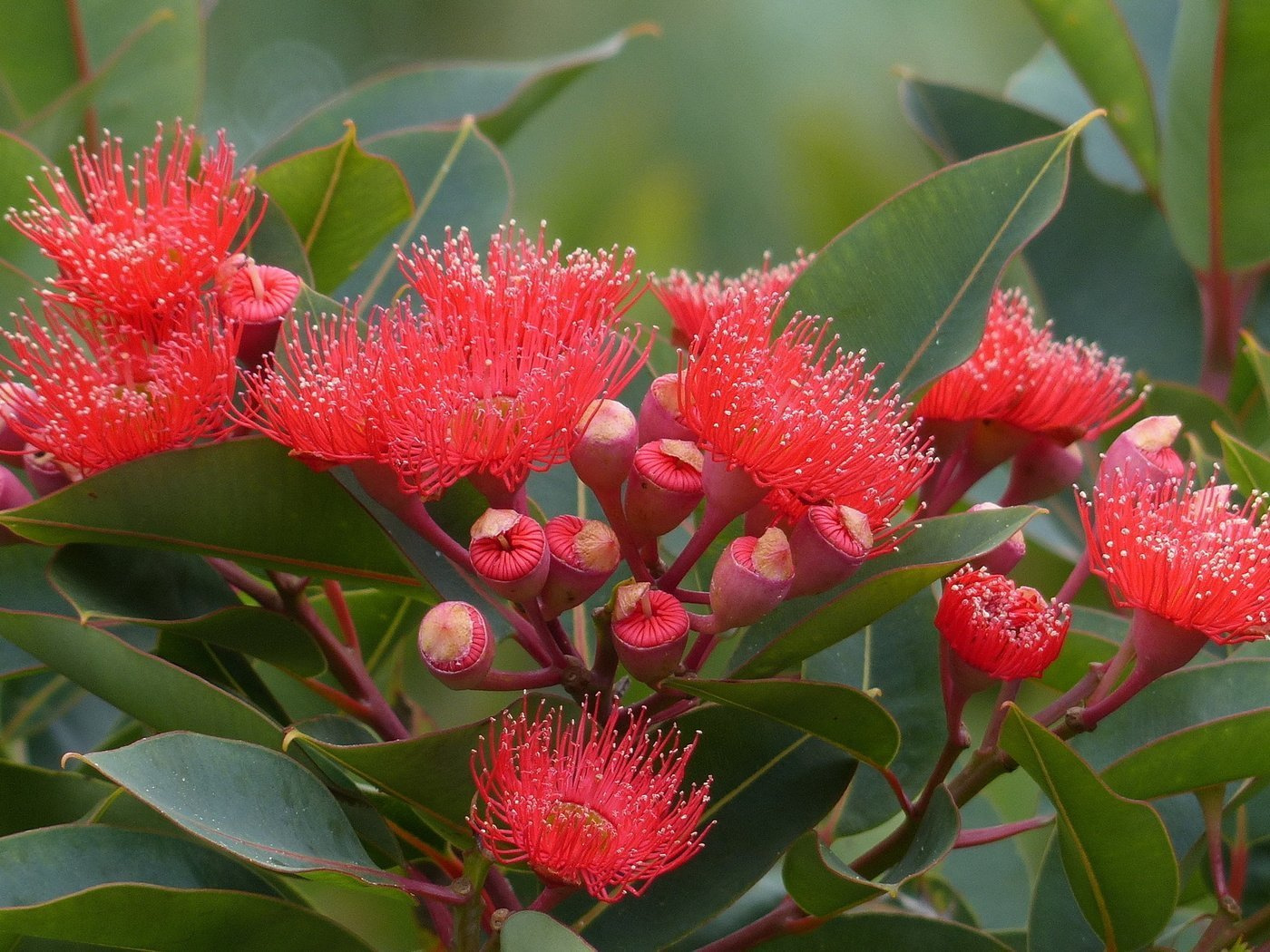 Масло эвкалипта. VDAO.RU — исцеляющие практики