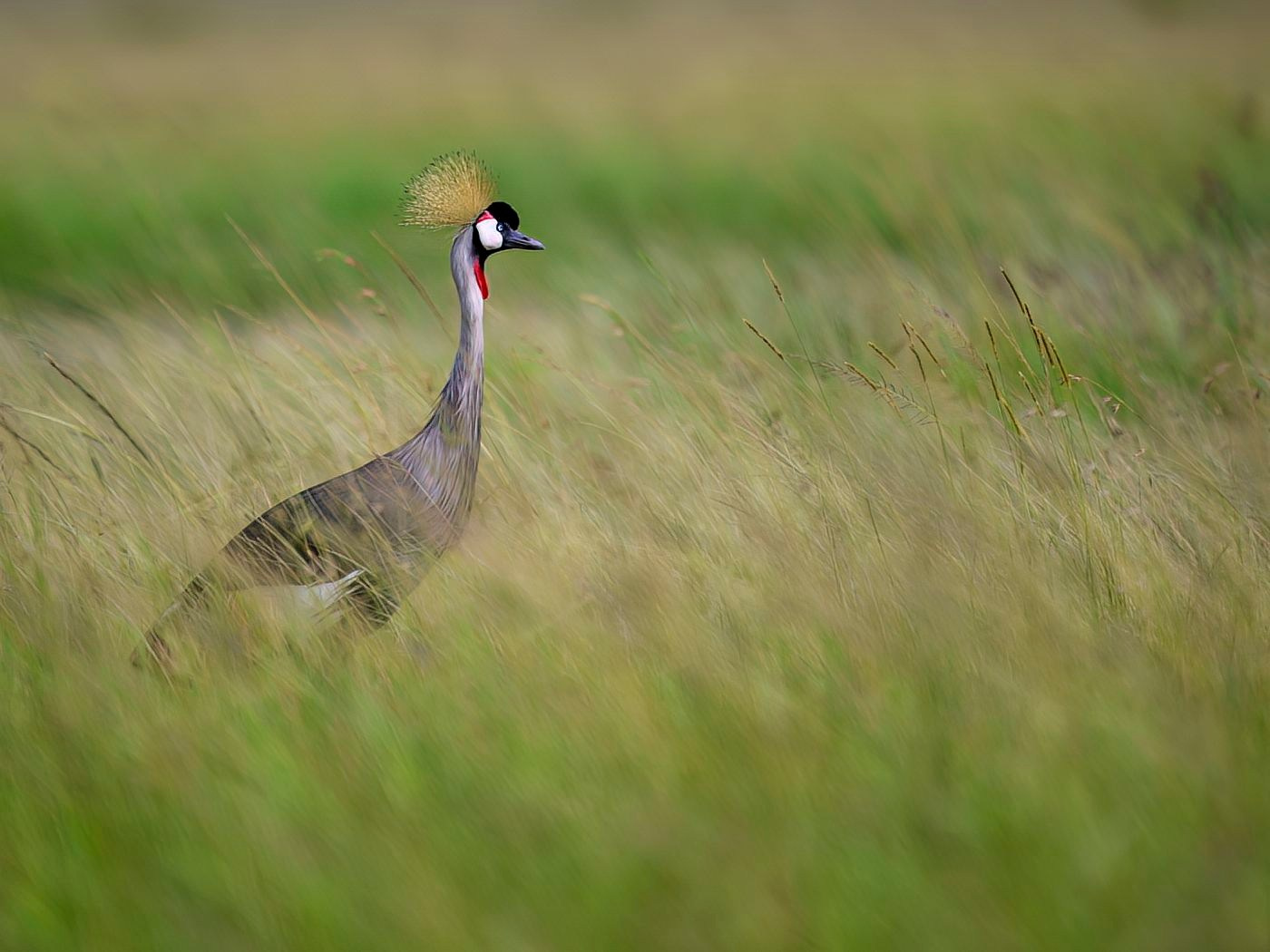 Венценосный журавль. Фотограф Сергей Пупонин