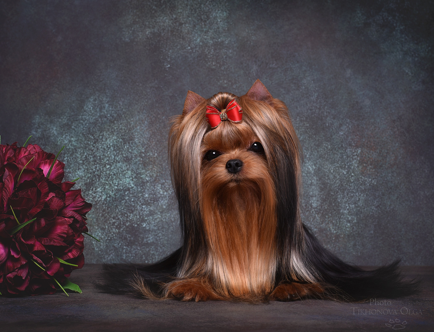 STEEL STAR BOSS HUGO BOSS. Питомник Йоркширских терьеров Дэнстайл в Санкт-Петербурге заводчик Тих