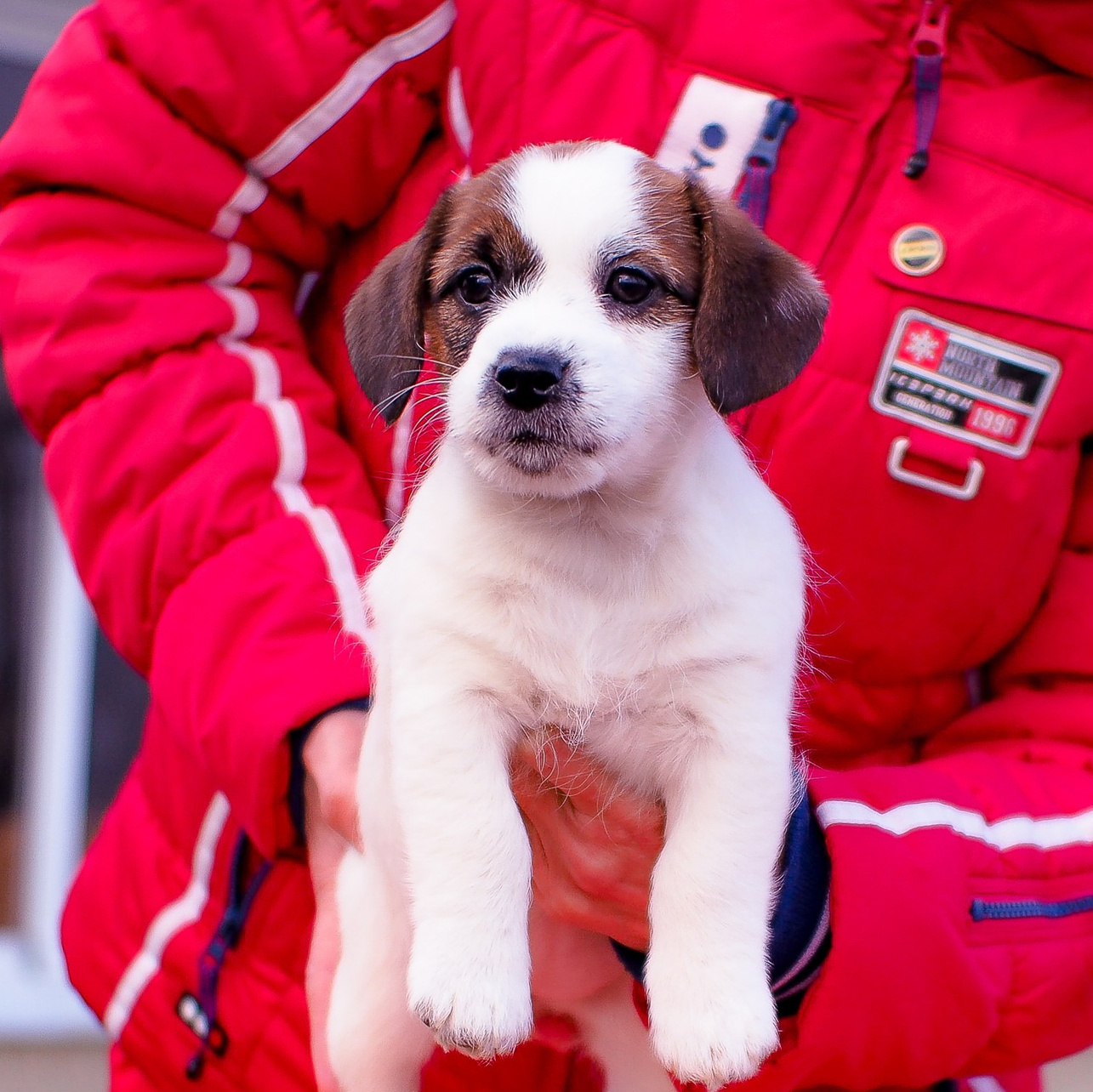 КАНЕ МАЭСТРО ФЛАМЕНКО. Джек рассел терьер. Щенок свободен для приобретения.