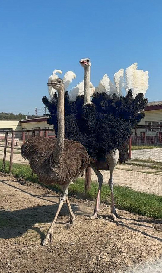 Огромный птичий мир. Главная