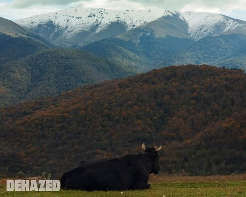 DEHAZED. MARINA MANUCHARIAN