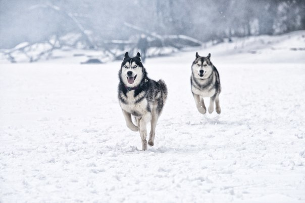 Фотосъемка мероприятий, концертов, корпоративов в Москве. Свадебный фотограф Олег Шатохин  Москва и Московской область