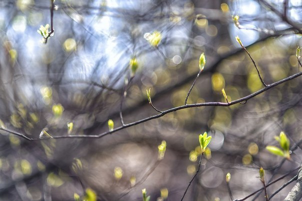 Пейзажи. Свадебный фотограф Олег Шатохин  Москва и Московской область