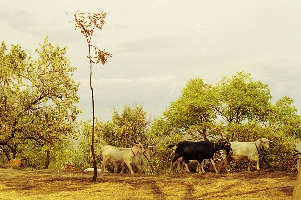 Odessa, 2009 (film camera). Marina Kanygina (Fedoseeva) photography