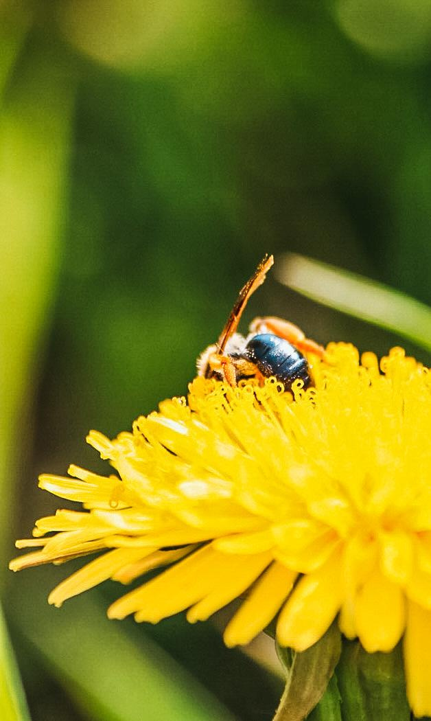 Фото для интерьера. Danna Dark. Фотограф | Красноярск