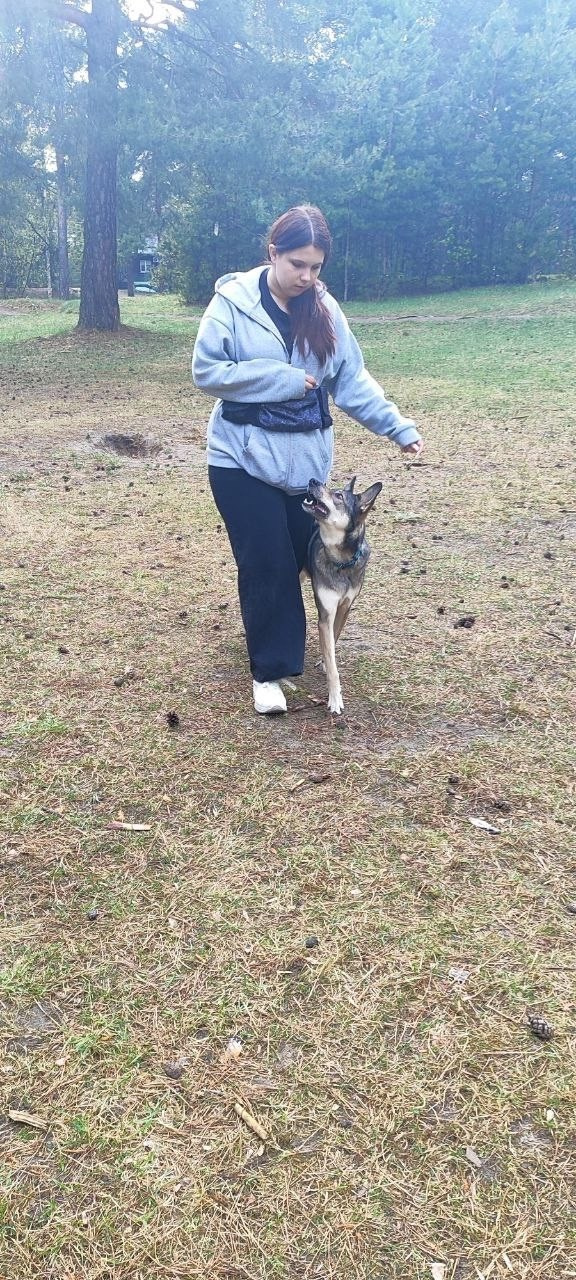 Практические занятия по дрессировке. НРОО КЦ "Собаковод"