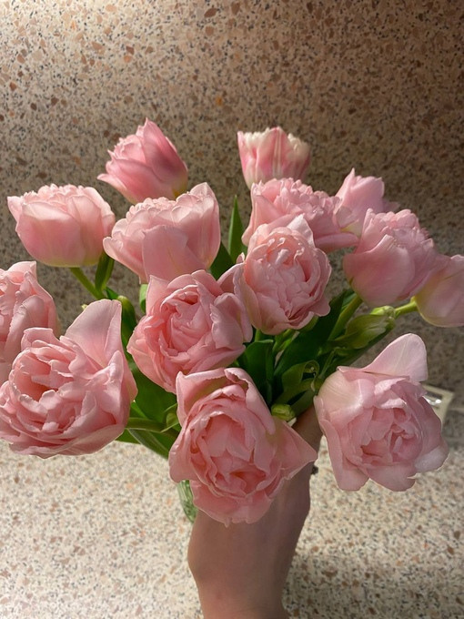 тюльпаны, весна, флорист, розовые тюльпаны, пионовидные тюльпаны, тюльпаны дример