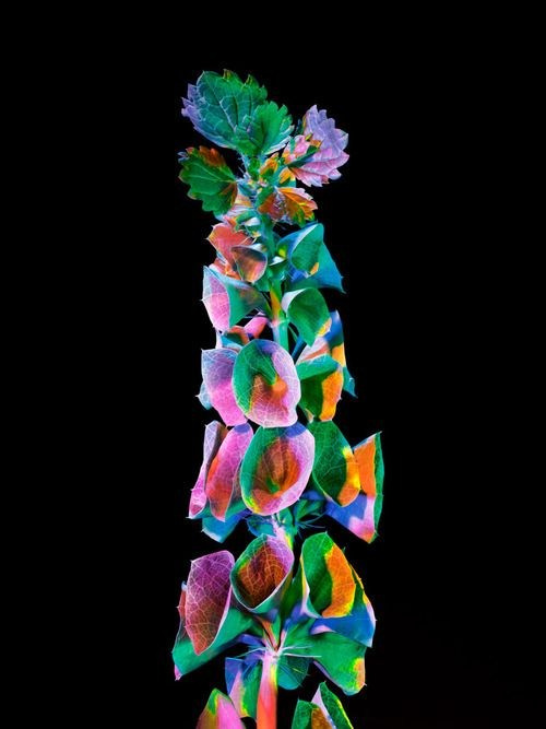 Светящиеся цветы | SVЕТЫ