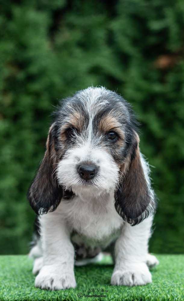 Малый Вандейский бассет гриффон