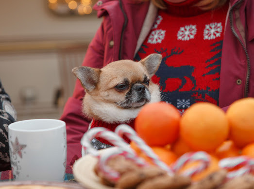 Семейные съемки, беременность. Фотограф и видеограф в Санкт-Петербурге и Москве Виктория Горячева