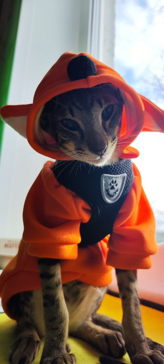 Ориентальный котенок