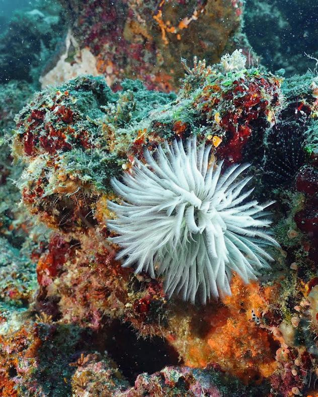 Занзибар, 2019 г. Дайвинг-клуб «Капитан Морган», Беларусь