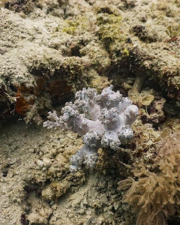 Занзибар, 2019 г. Дайвинг-клуб «Капитан Морган», Беларусь