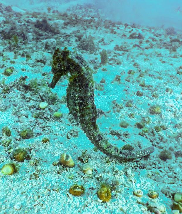 Занзибар, 2019 г. Дайвинг-клуб «Капитан Морган», Беларусь