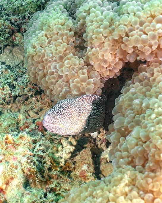 Занзибар, 2019 г. Дайвинг-клуб «Капитан Морган», Беларусь