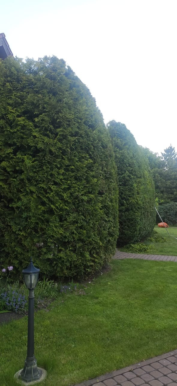 Топиарная стрижка. Все виды ландшафтных и строительных работ