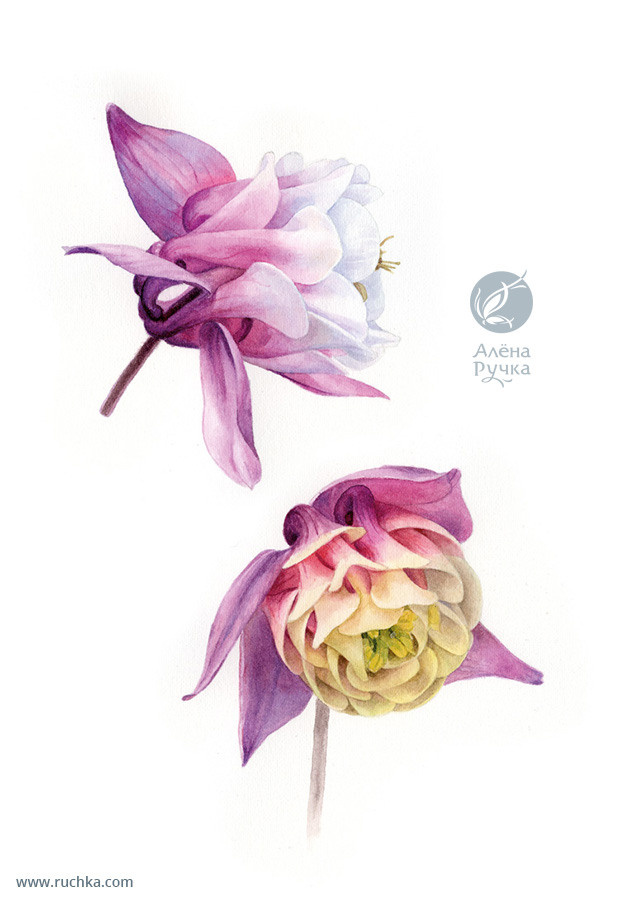 Аквилегия. 15х20 см. Бумага, акварель . 2018 г.