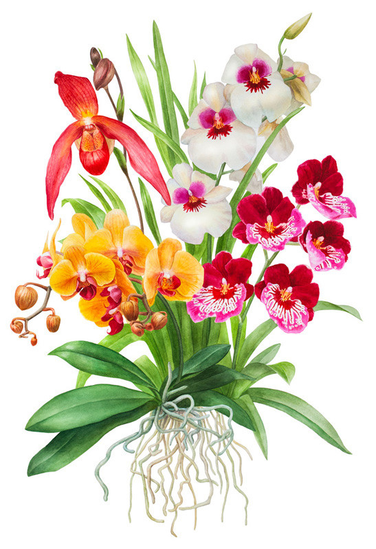 Иллюстрации для удобрений. Ручка Алена — ботанический художник, дизайнер, фотограф