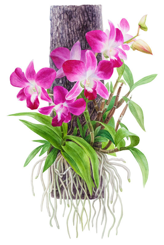 Иллюстрации для удобрений. Ручка Алена — ботанический художник, дизайнер, фотограф