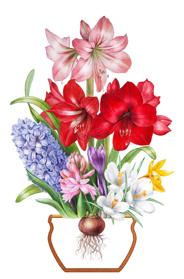 Иллюстрации для удобрений. Ручка Алена — ботанический художник, дизайнер, фотограф