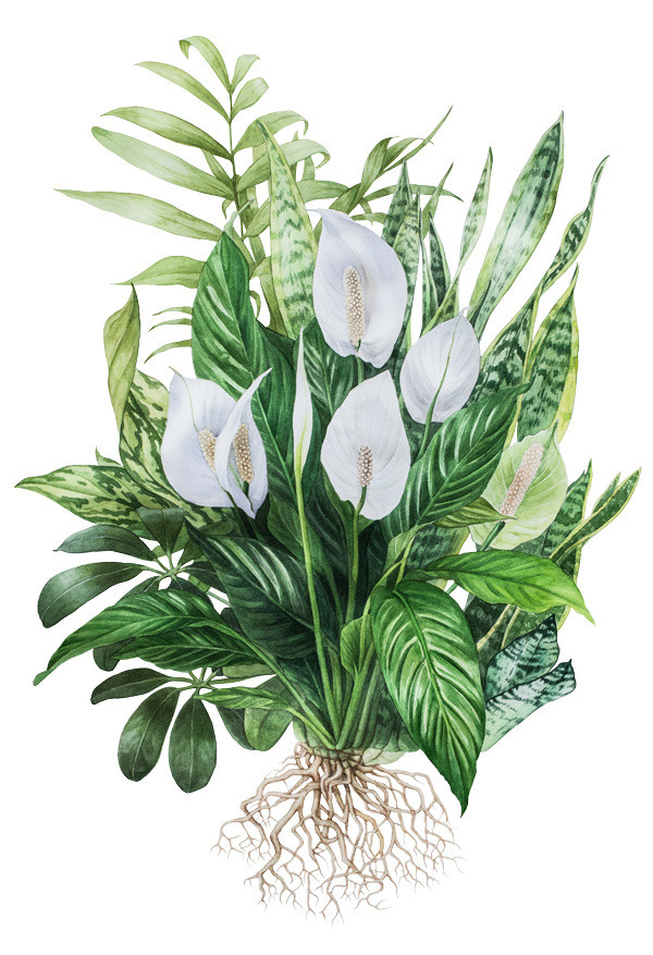 Иллюстрации для удобрений. Ручка Алена — ботанический художник, дизайнер, фотограф