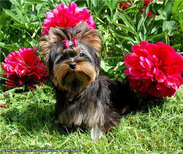 Щенки|PUPPY. Питомник Йоркширских терьеров Дэнстайл в Санкт-Петербурге заводчик Тих