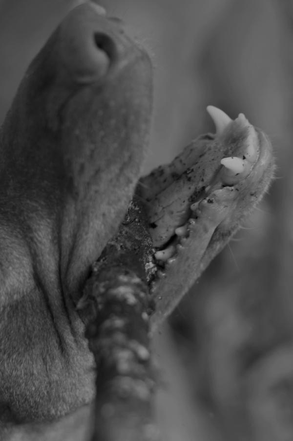 Проект Розы Лакавалла (Rosa Lacavalla) «Sana Sana». Private image